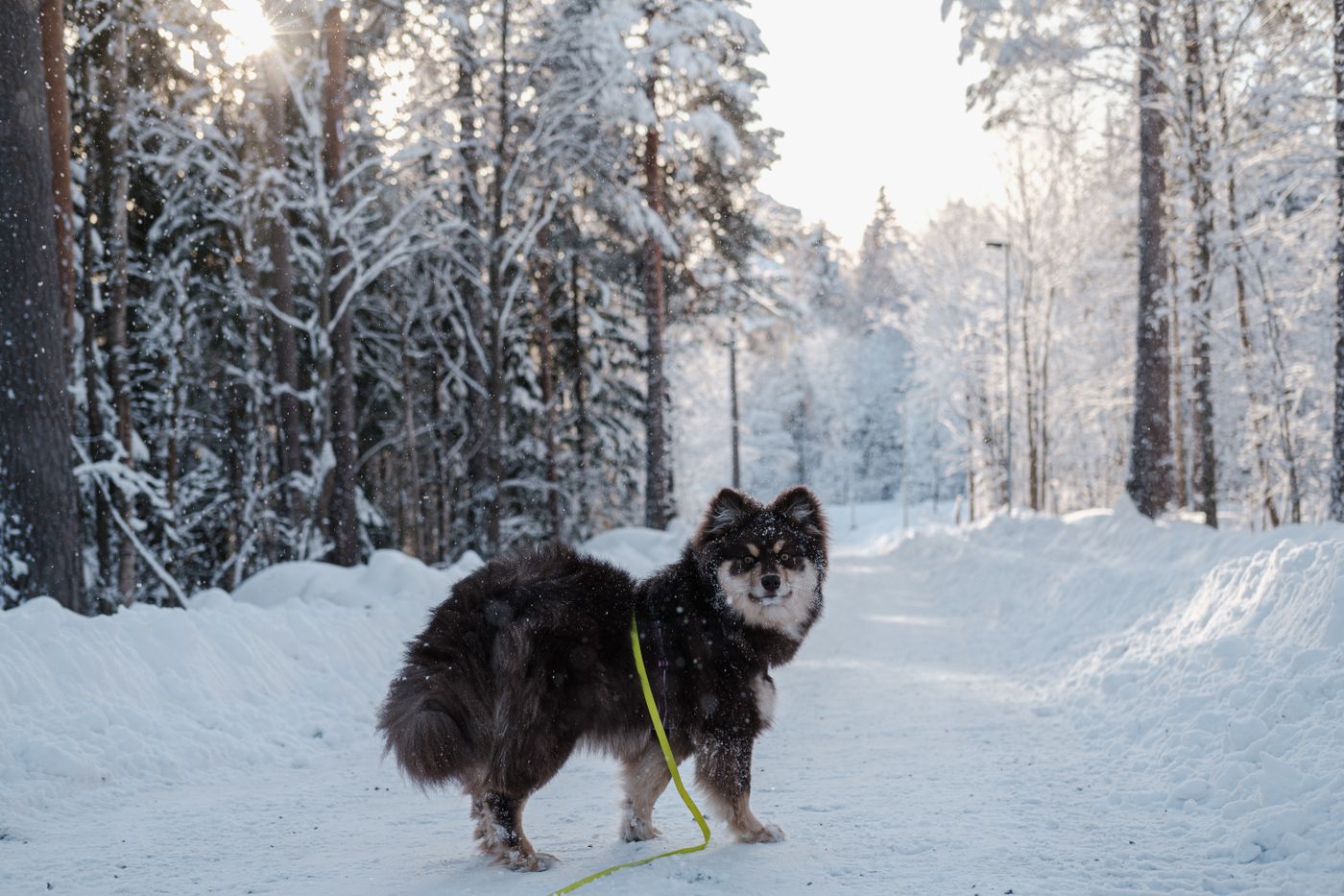 Tumma pitkäkarvainen koira seisoo lumisella metsätiellä talviauringossa tassut lumessa.