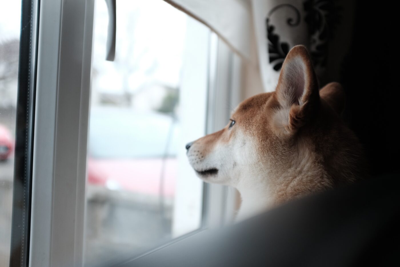 Shiba inu istuu ikkunan ääressä kotona ja katsoo ulos odottavan näköisenä.