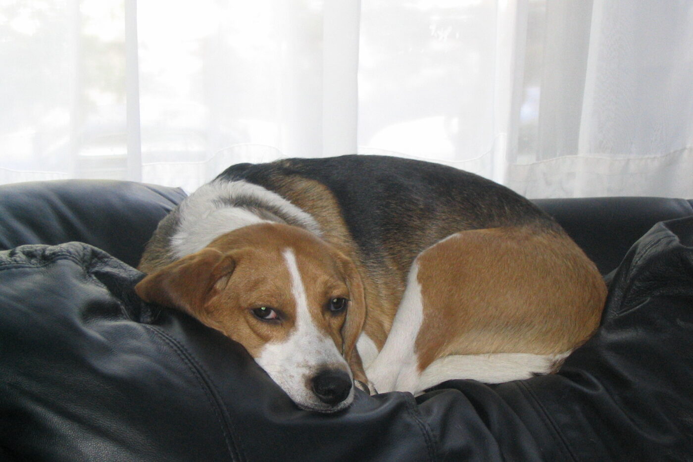 Beagle makaa kippurassa rauhallisesti sohvalla ja katsoo pehmeästi kohti kameraa.
