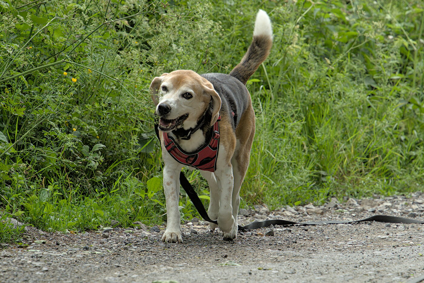 Iloinen beagle kävelee sorapolulla punaiset rintavaljaat yllään kesäisen vehreyden keskellä.
